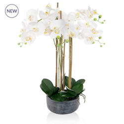 Artificial Phal Real Touch 70cm