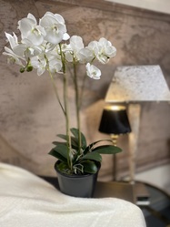 White Phalaenopsis in Pot