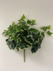 Holland Ivy Plant